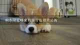 响水附近哪家有波音达猎犬公的,盐城想买宠物狗应该去什么地方