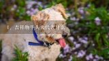 吉祥物牛头犬代表什么,世界上最可爱的狗狗是哪种？