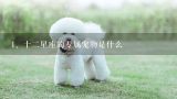 十二星座的专属宠物是什么,12星座专属宠物