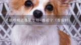 犬猫呼吸道感染专用-感诺宁（普安特）,实用技巧：如何给猫咪喂药