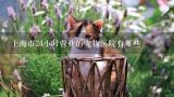 上海市24小时营业的宠物医院有哪些,上海哪里给母猫做绝育最安全？