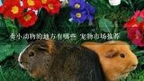 卖小动物的地方有哪些 宠物市场推荐,深圳哪里有大型宠物市场？