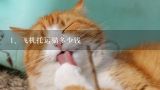 飞机托运猫多少钱,宠物猫运费一般多少钱？