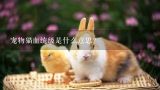 宠物猫血统级是什么意思？如何买到血统纯正的宠物猫？