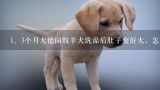 3个月大德国牧羊犬洗澡后肚子变好大，怎么办,狗狗身上有跳蚤了、怎么办丫？