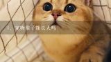 宠物猴子能长大吗,宠物猴长大后会被放生么