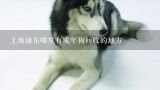 上海浦东哪里有成年狗回收的地方,上海流浪猫狗收容所怎么联系，具体地址