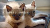 12斤猫咪要多大的航空箱