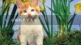 小猫的名字大全,宠物猫取什么名字好听