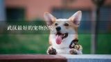 武汉最好的宠物医院,哪个地方的宠物医院看狗狗更好更专业的