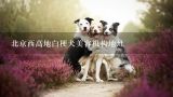 北京西高地白梗犬美容机构地址,北京最好的宠物美容店有哪几家？