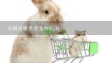 无锡宜兴哪有卖宠物猫的,无锡哪家宠物店卖的狗狗是健康的？