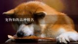 宠物狗的品种排名,日本宠物狗的十大排名