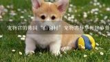 宠物店的韩国“白狗村”宠物店辱华标牌事件,韩国的泰迪（狗）叫什么？在哪里有卖？