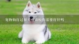 宠物狗打过狂犬疫苗咬伤需要打针吗,狗打完狂犬疫苗后的不良反应