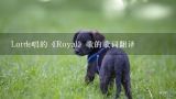 Lorde唱的《Royal》歌的歌词翻译