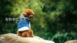 宠物狗巴哥犬,巴哥犬是一种不适合新手饲养的犬类，巴哥犬的价格大