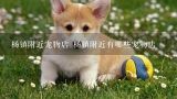 杨镇附近宠物店 杨镇附近有哪些宠物店,黄州那里有宠物狗卖？