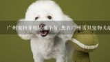 宠物狗转让信息怎么写？广州宠物批发市场在哪？