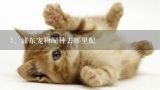 浦东宠物配种去哪里配,上海奉贤区哪里有配种布偶猫的