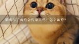 猫咪得了黄疸会传染人吗？怎么治疗？狗狗得了传染性肝炎该怎么办？