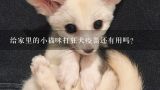 给家里的小猫咪打狂犬疫苗还有用吗？宠物猫的疫苗多久打一次，狂犬疫苗必须要打吗？