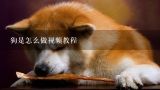 狗是怎么做视频教程,博美犬的剪毛方法视频教程