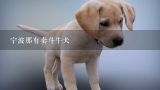 宁波那有卖斗牛犬,宁波那有卖法国斗牛犬的?