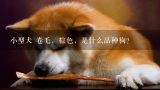 小型犬 卷毛，棕色，是什么品种狗？推荐一些中小型犬