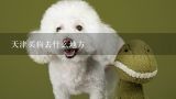 天津买狗去什么地方,天津宠物店装修公司：天津装协会权威排名！