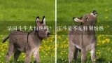 法国斗牛犬怕热吗？ 法斗是不是特别怕热,“怕热”的6种狗狗，你家在其中吗？