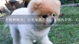 犬精神极差，目光呆滞，走路东倒西歪的，后带到宠物医院去抢救，狗就死了,狗狗明显消瘦，不吃不喝，走路不稳，眼屎多，还有些掉毛，身体还发臭