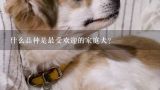 什么品种是最受欢迎的家庭犬？