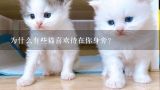 为什么有些猫喜欢待在你身旁?