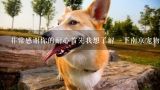 非常感谢你的耐心首先我想了解一下南京宠物生活馆这个项目是什么时候开始运营的?