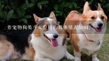 养宠物狗英斗犬价格的具体情况如何?