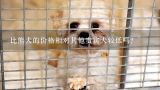 比熊犬的价格相对其他贵宾犬较低吗?