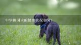 中华田园犬的健康状况如何?