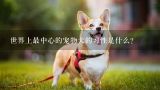 世界上最中心的宠物犬的习性是什么?