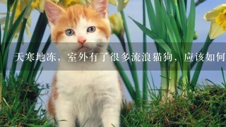 天寒地冻，室外有了很多流浪猫狗，应该如何救治？