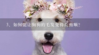 如何能让狗狗的毛发变得亮而顺？