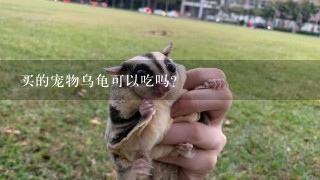 买的宠物乌龟可以吃吗？