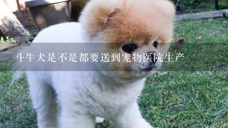 斗牛犬是不是都要送到宠物医院生产