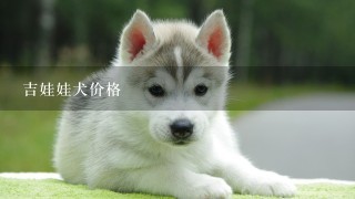 吉娃娃犬价格