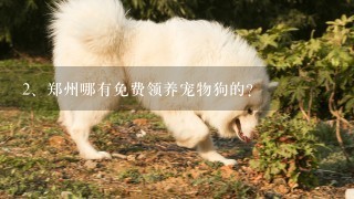 郑州哪有免费领养宠物狗的？