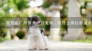 我想在广州领养一只宠物，有什么微信群或者QQ群，或