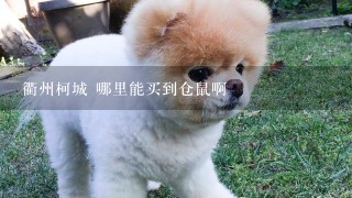 衢州柯城 哪里能买到仓鼠啊