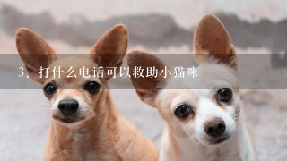 打什么电话可以救助小猫咪