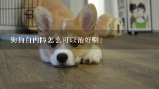 狗狗白内障怎么可以治好啊？