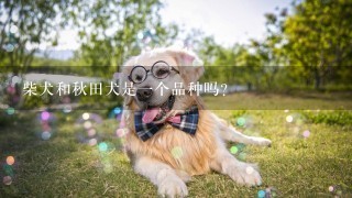 柴犬和秋田犬是一个品种吗？